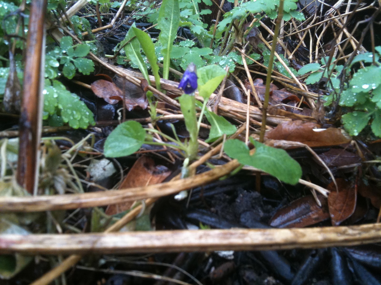 Trädgårdsdags: april 2012