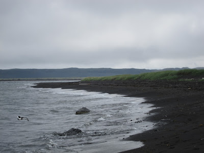 A bird near Hvítserkur, Iceland