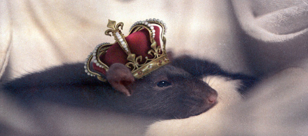 The Queen Rat