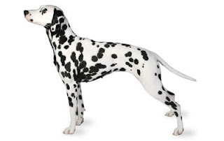 Anjing Dalmatian Lucu