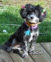 Sadie