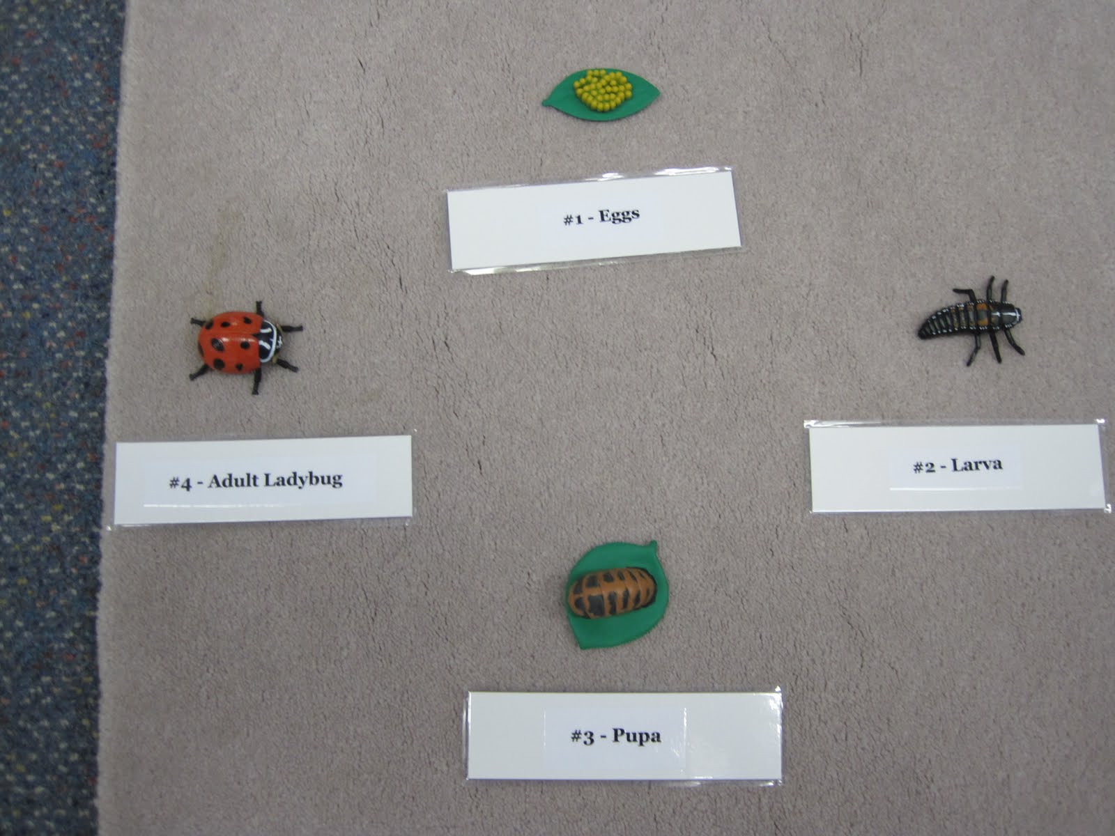 Dragonflies+life+cycle+for+kids