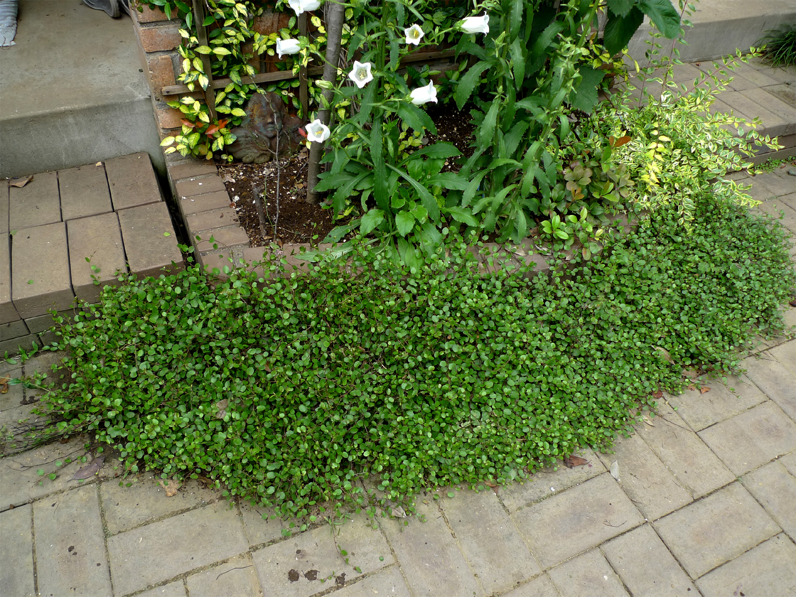 キッチングリーンにも♪ワイヤープランツ☆｜広島のガーデンコーディネーター ゆっこの庭・寄せ植え教室