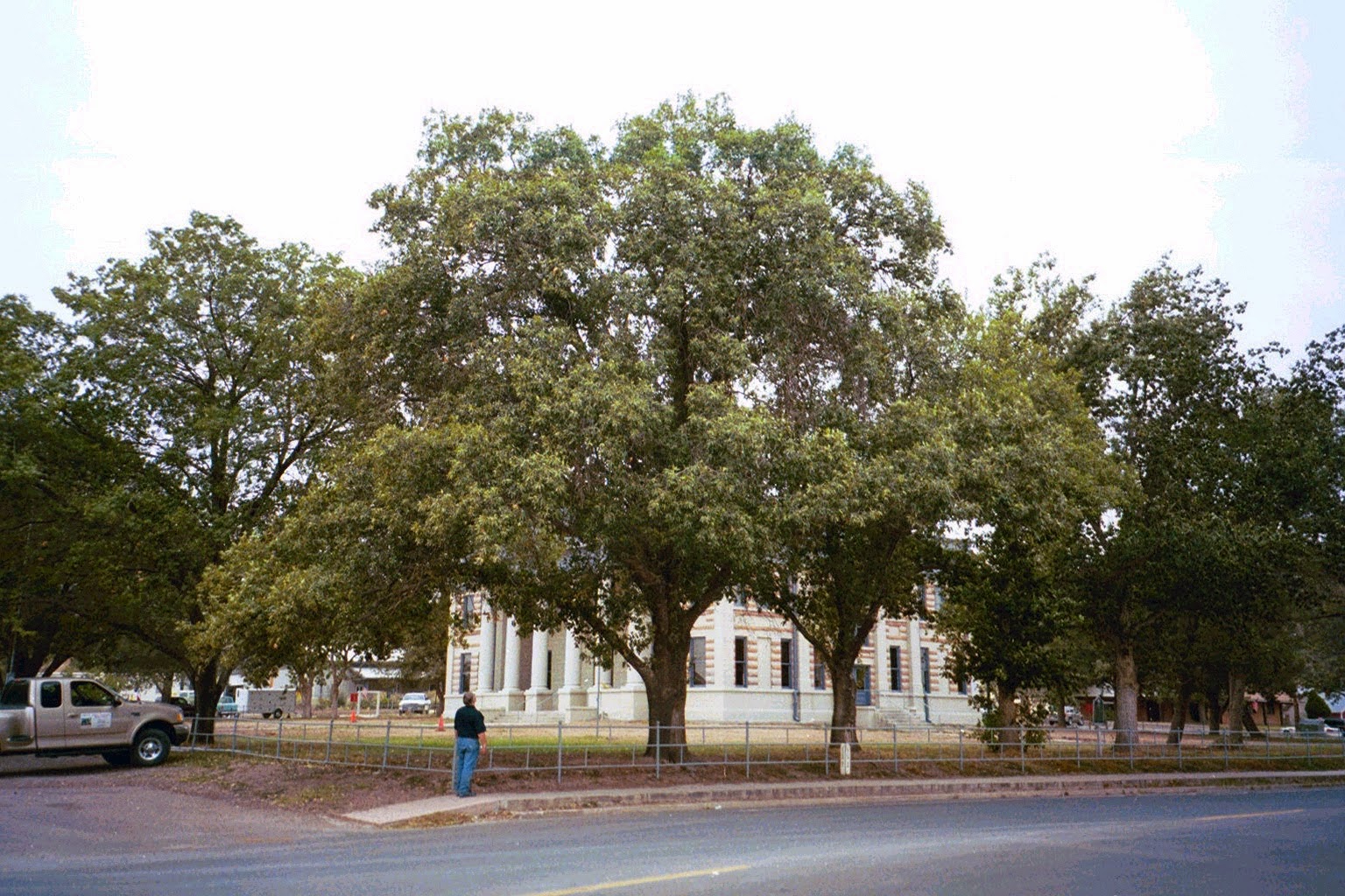 What are some of our most popular trees that homeowners in New Mexico