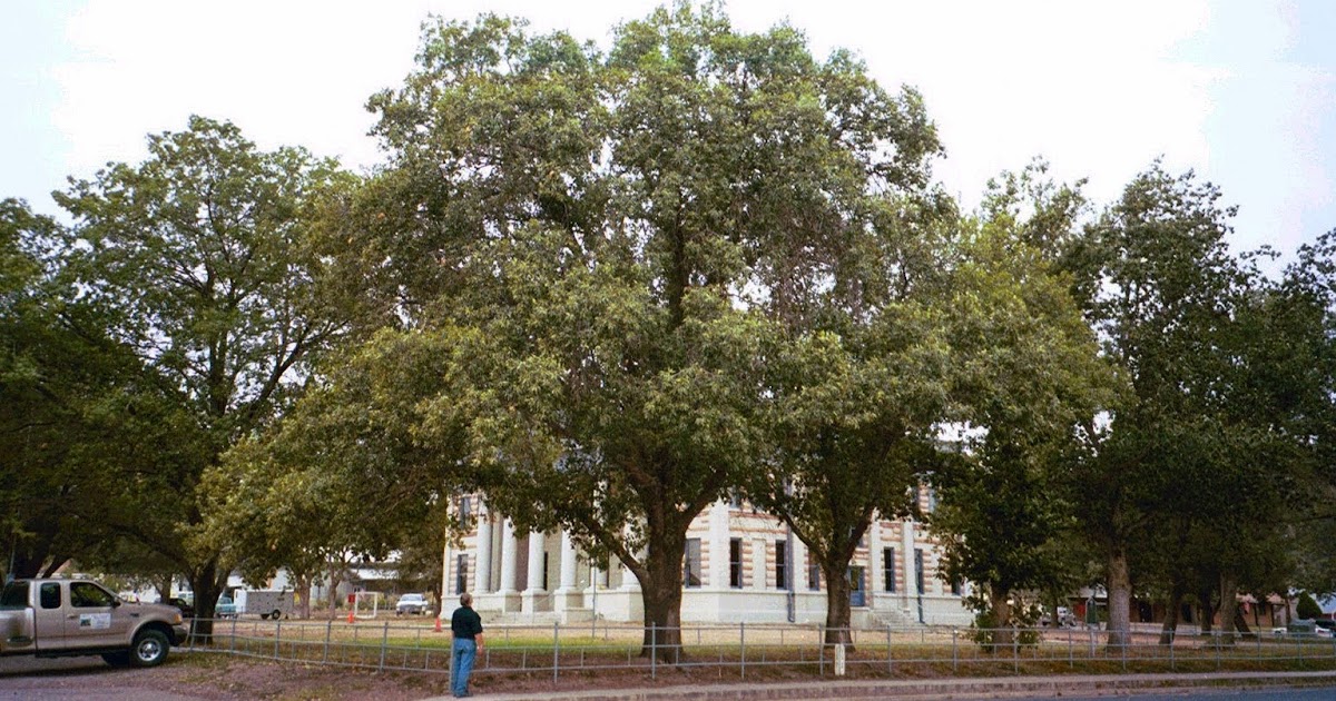 What are some of our most popular trees that homeowners in New Mexico