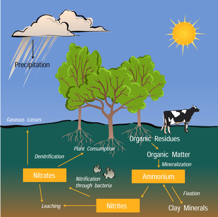Presentation College Chemistry Mr Adrian Ramlal's Class! The Nitrogen