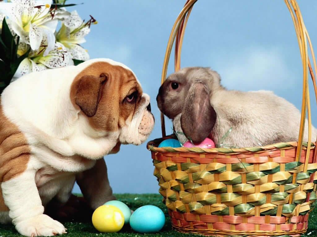 http://1.bp.blogspot.com/-6VeZ3tqVXXI/TZ2haMN4-PI/AAAAAAAAAYg/PLJjyLWDI0I/s1600/easter-wallpaper-008-1024.jpg