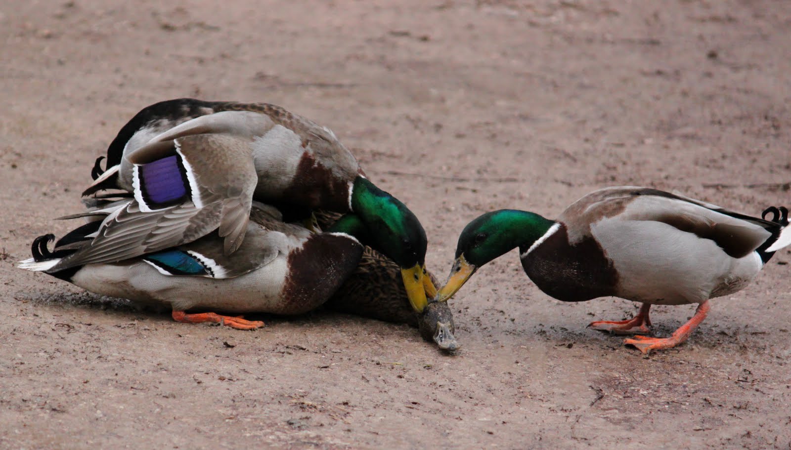 Ducks Mating