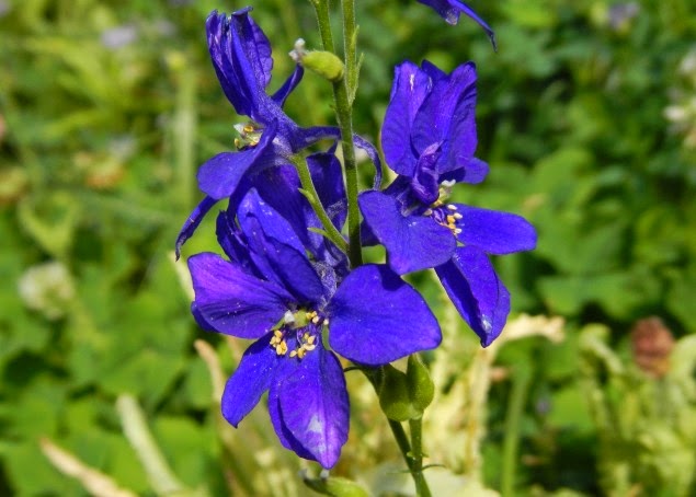 Rotary Botanical Gardens Hort Blog Consider Caryopteris