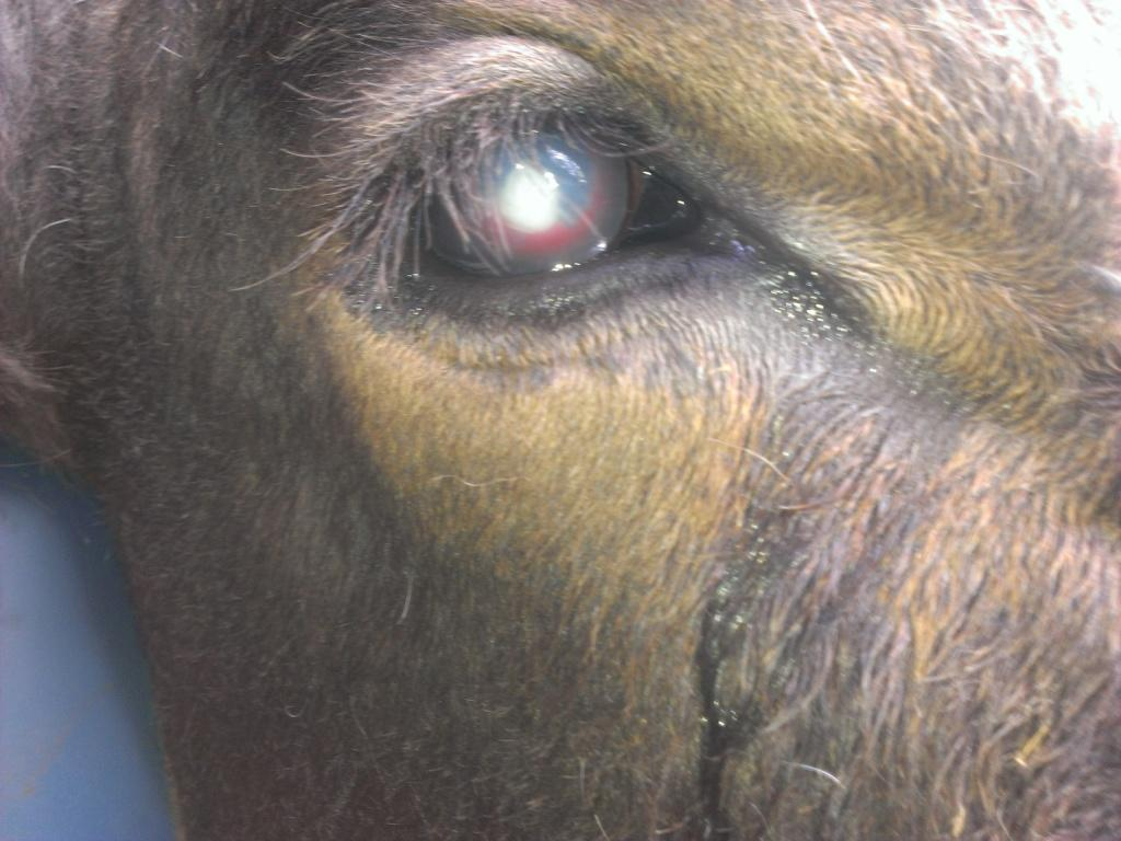 Pink eye and Eye Abscesses in Stock Animals / Heal With Ease