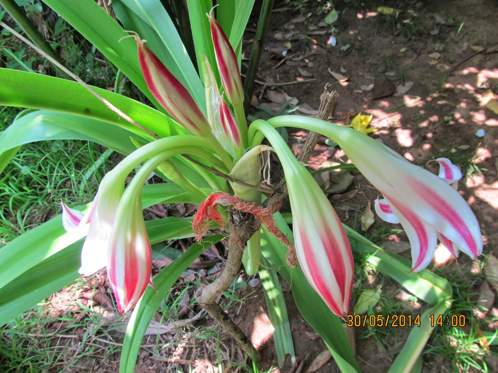 A Banker's Garden The Lily Family