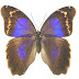 Eryphanis reevesii