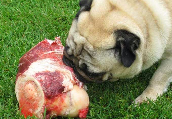 Cachorro pode comer osso?