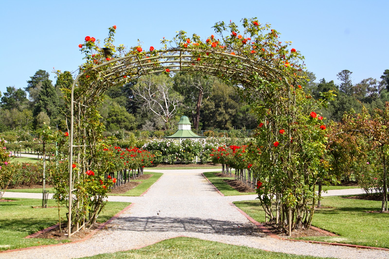 RDO Melbourne Victoria State Rose Garden, Werribee