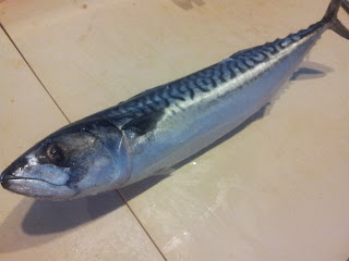 mackerel saba moriawase off