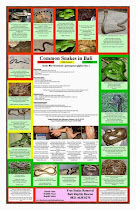 Poster Bali Reptile Rescue