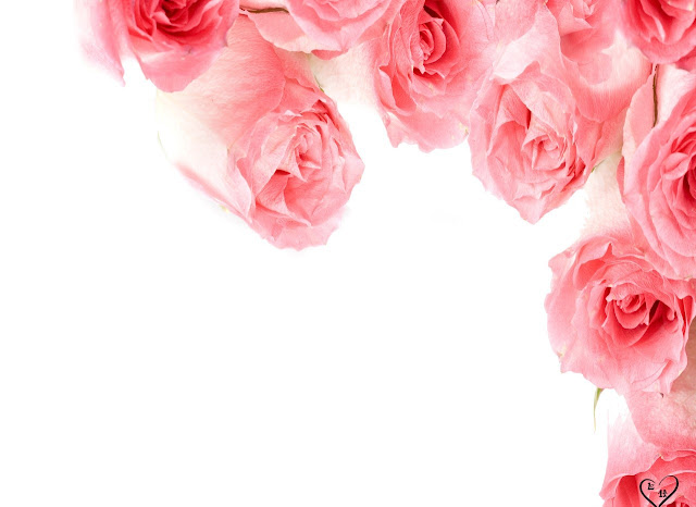 Pink Roses Wallpapers