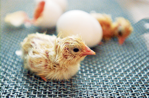 hatching chicken eggs and caring for chicks incubator brooder and