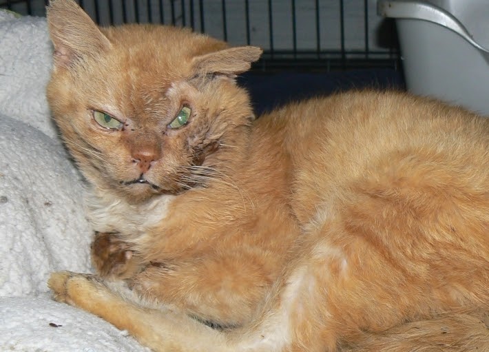 Alley Cats and Angels of NC Update on the cats taken in from the Siler