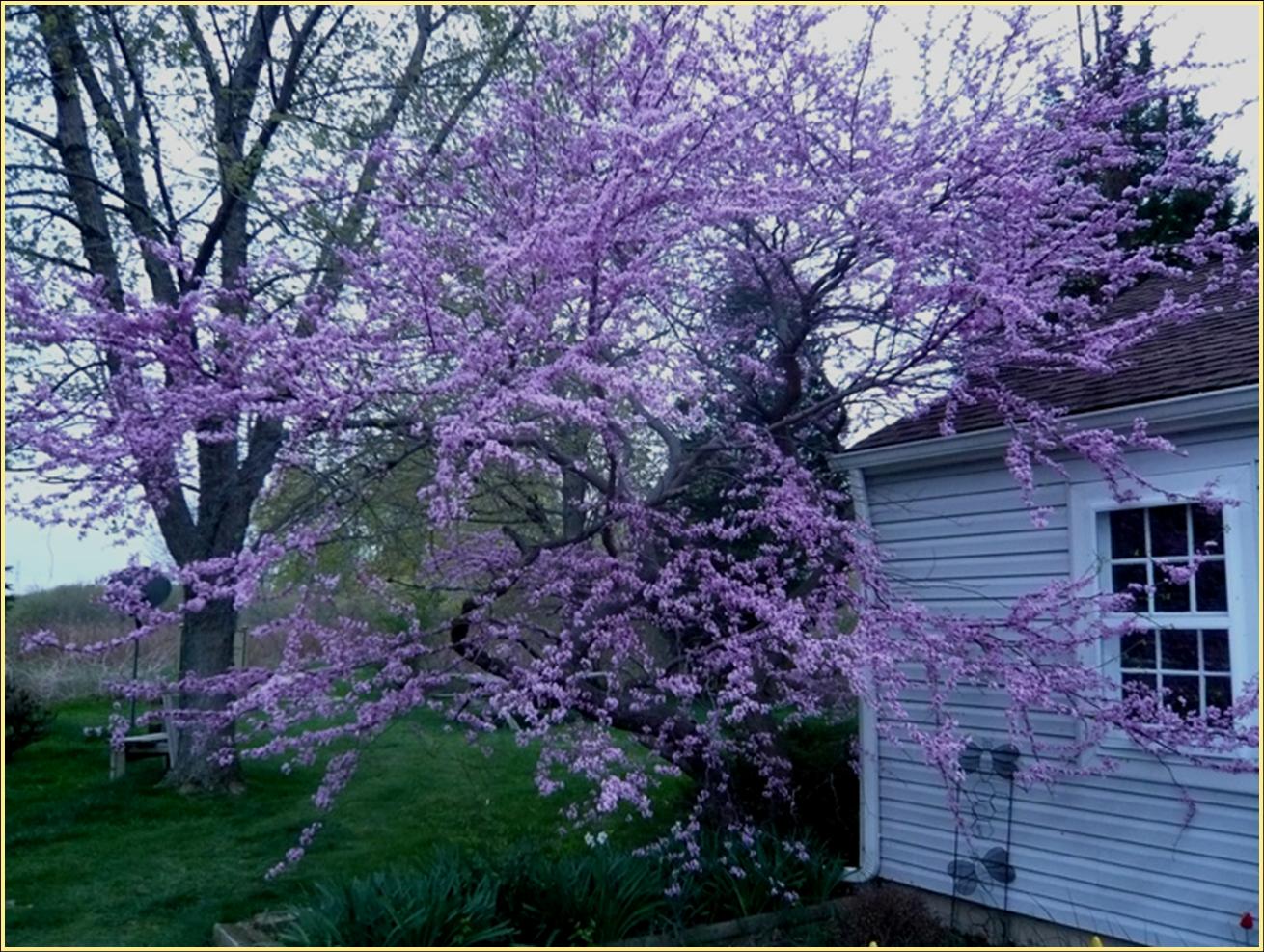 Eastern Redbud Fall Color