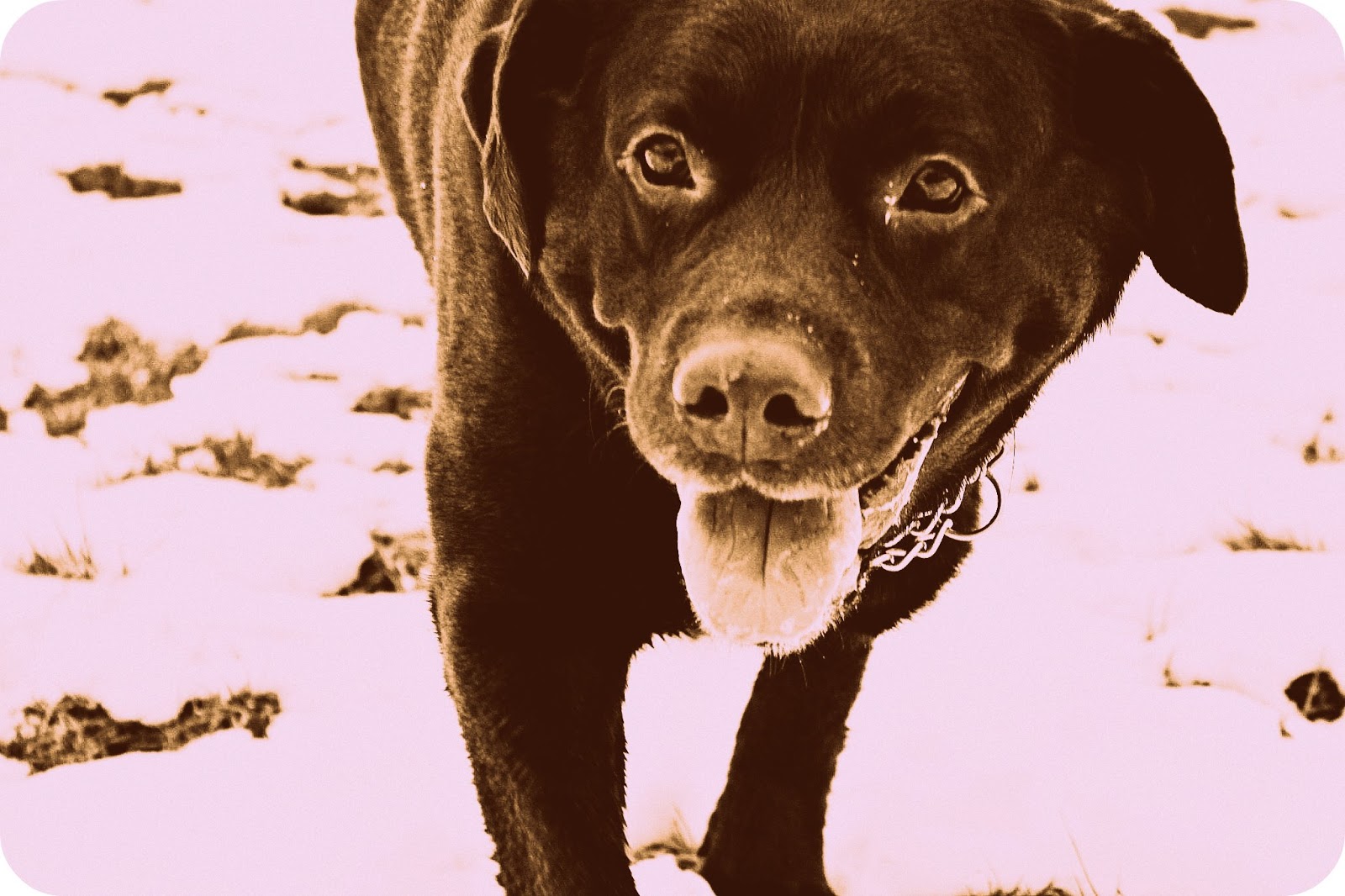 jaellyfisch Hunde sind die besseren Menschen&hellip;