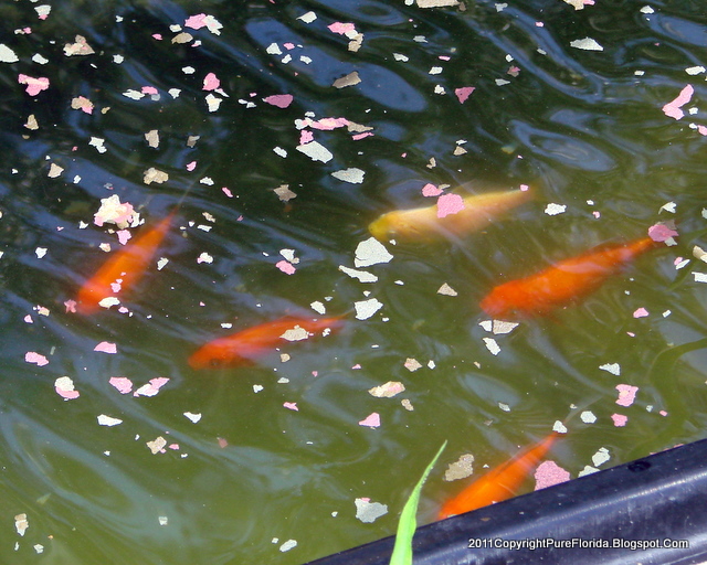 PURE FLORIDA Factory Fish, Fake Ponds, REAL Frogs