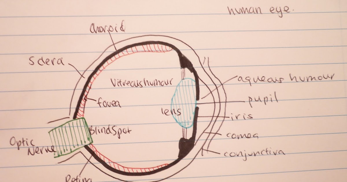 Tiffany's Biology Blog: E.2.2 Label a diagram of the structure of the