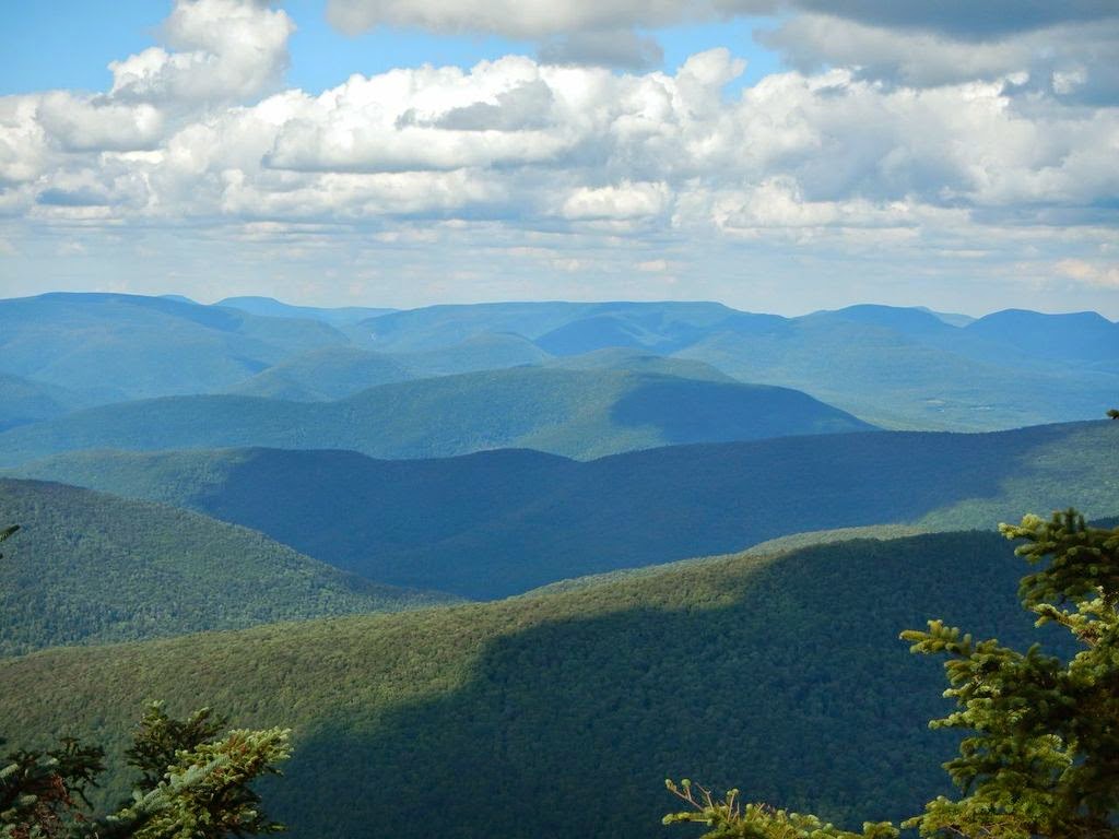 free i love cats 2014