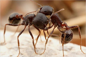 Semut Malagasi