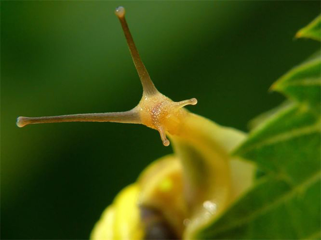 Fotos em macro de insetos molhados