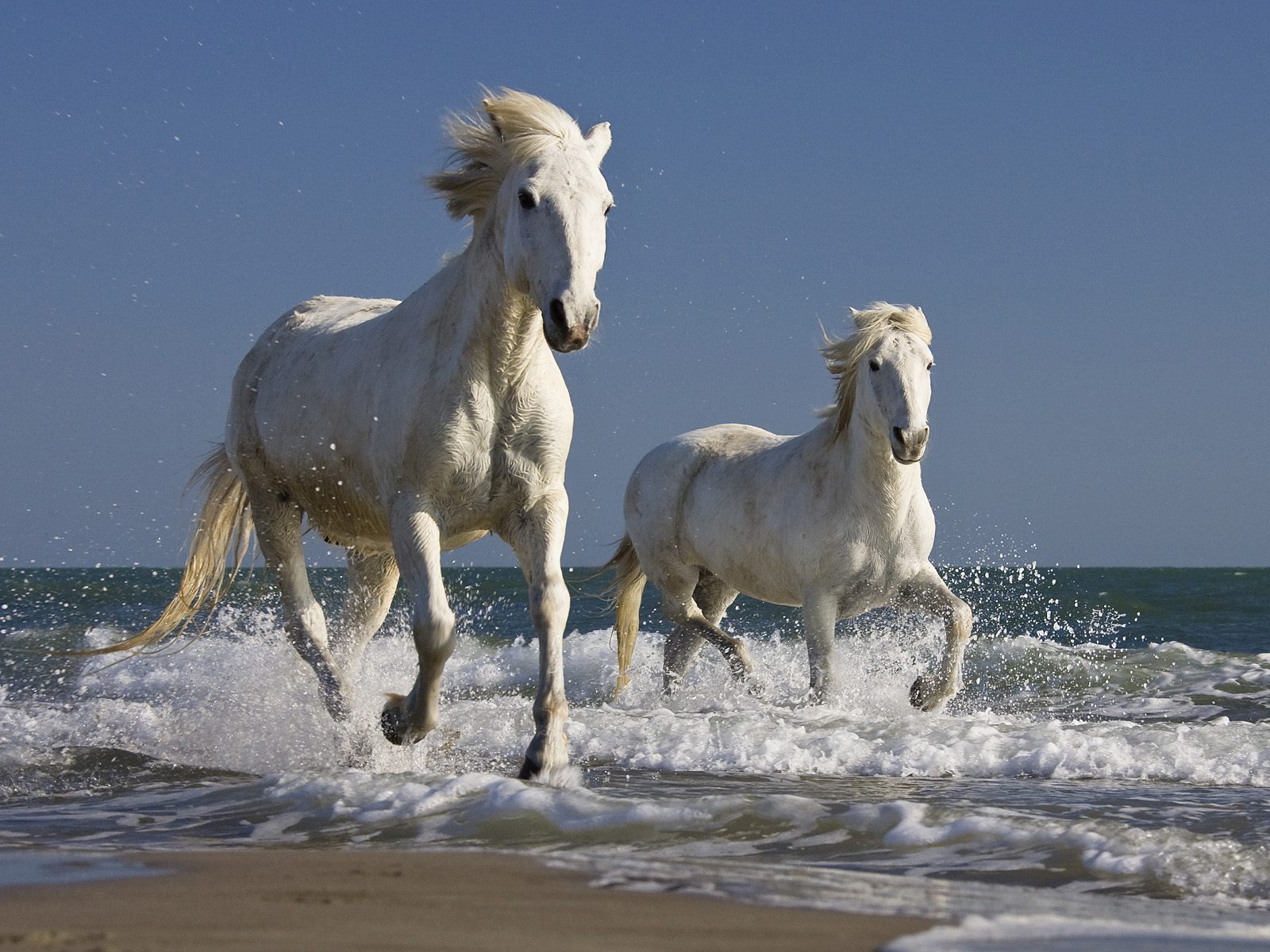 http://1.bp.blogspot.com/-6aMCEJwLbow/T_NenPFN_1I/AAAAAAAABK8/Mz-rkM3Rdnk/s1600/white%2Brunning%2Bhorses%2Bwallpaper.jpg