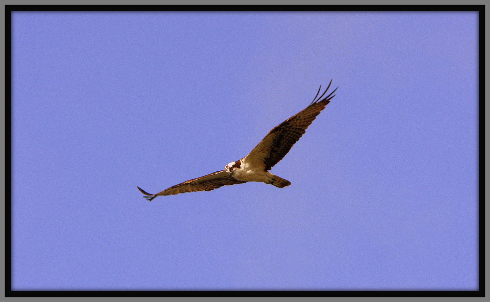Walk With Father Nature Osprey