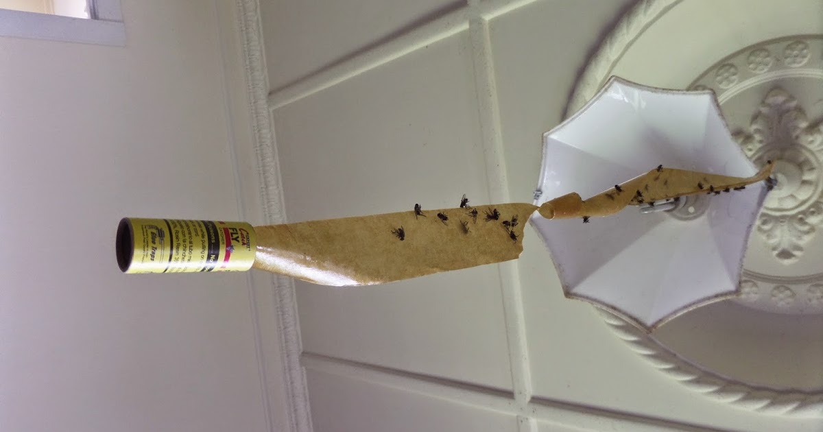 my thoughts and photos Flies and fly strips.