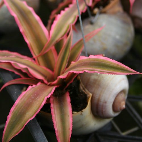 The Rainforest Garden Finding the Next Big Trend in Houseplants