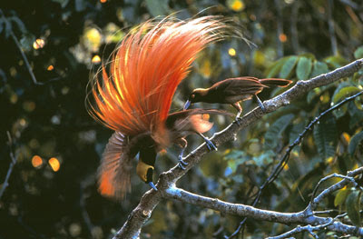Birds of Paradise picture