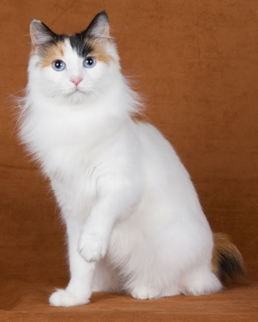 Pet's We Love 5 Cat Breeds From Asia & Africa