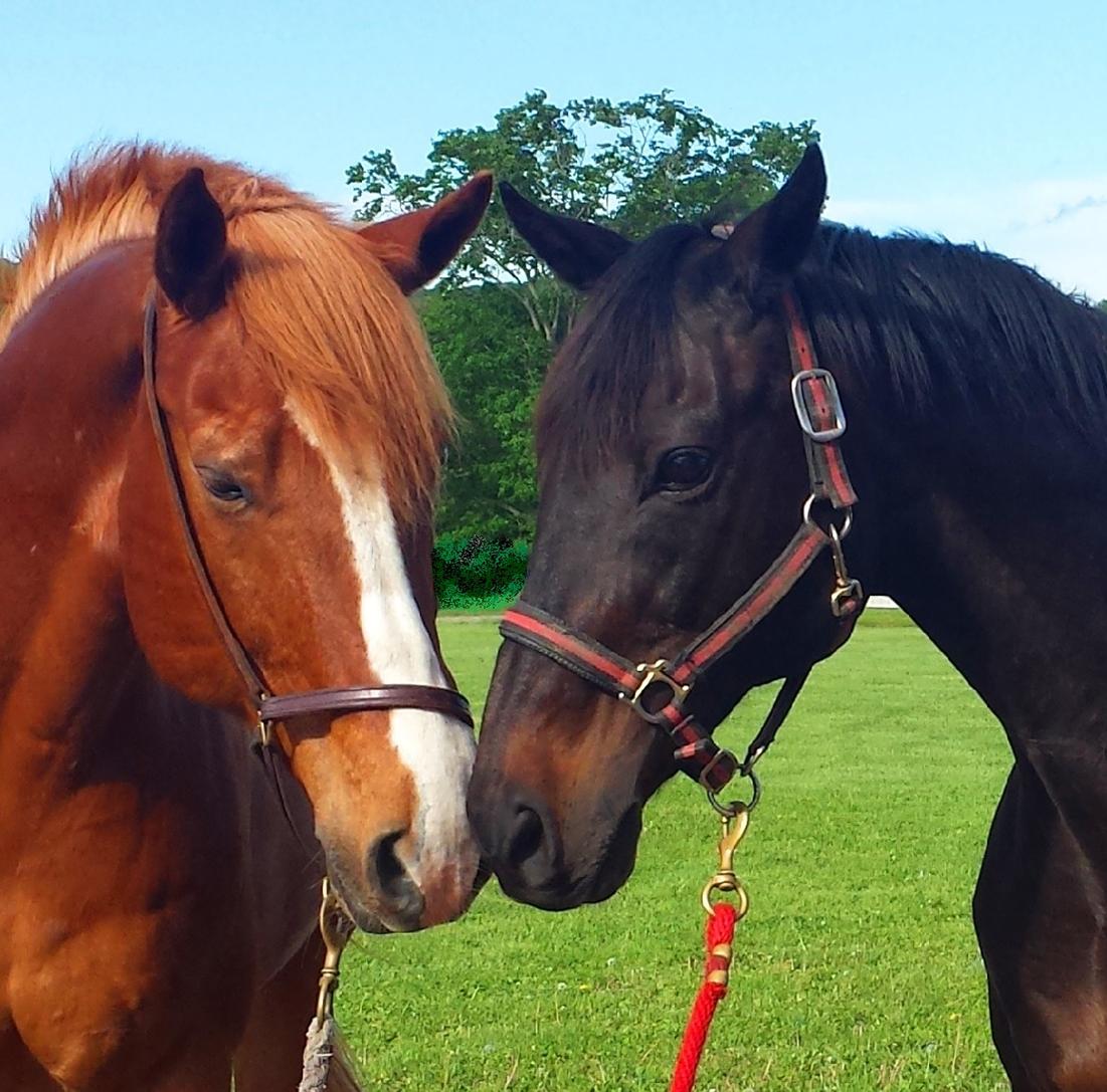 ALPHA Equestrian BREEDING AND BEHAVIOR What's One Got to do With the