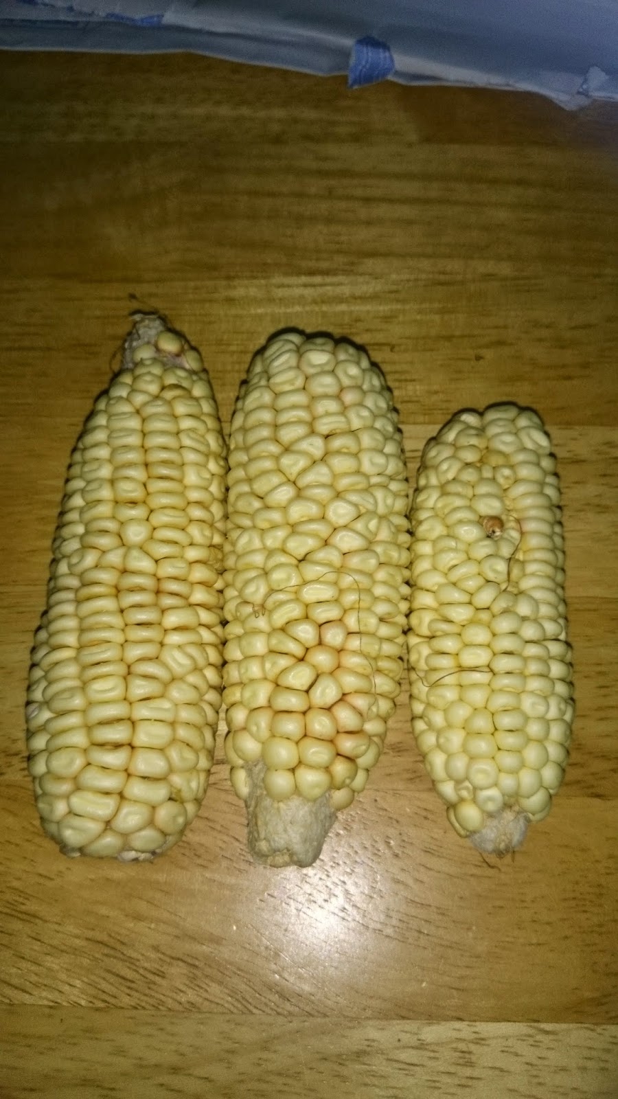 Cara Bertani Panduan Menanam Pokok Jagung Pulut