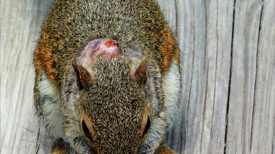 Squirrel Bot Fly Larvae