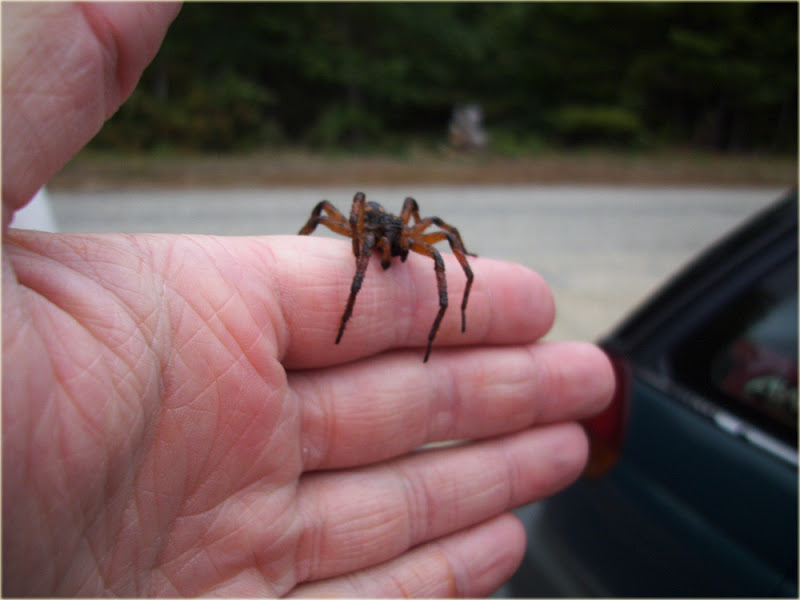 Arachnerds Spiders of New Hampshire