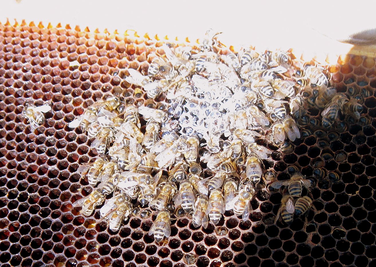 Linda S Bees What Does Starvation Look Like