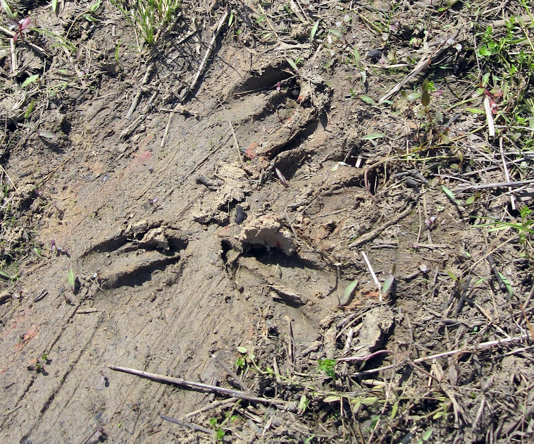 Deer Tracks in Southern Bog