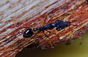 2010 十大新物種 - 5.巴布亞紐幾內亞樹蟻