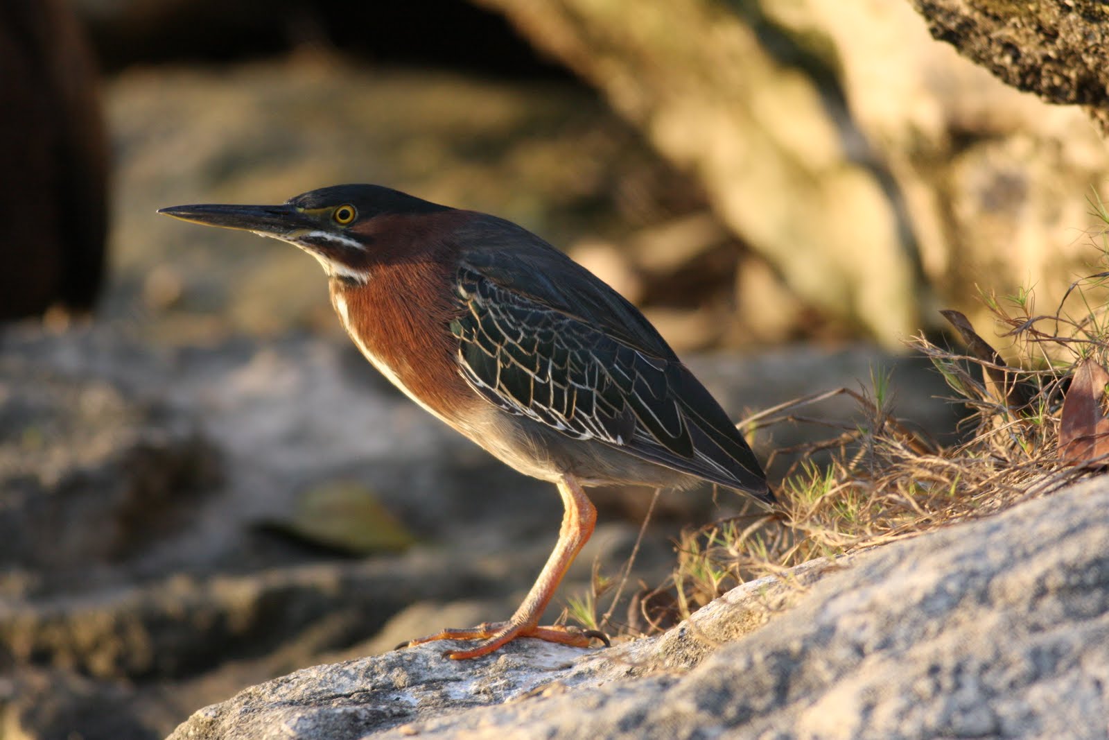 Hawkys Blog Water Birds