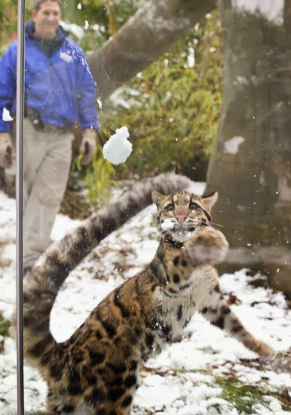Leopard having fun in the snow (10 pics), cute leopard pictures, leopard playing in the snow