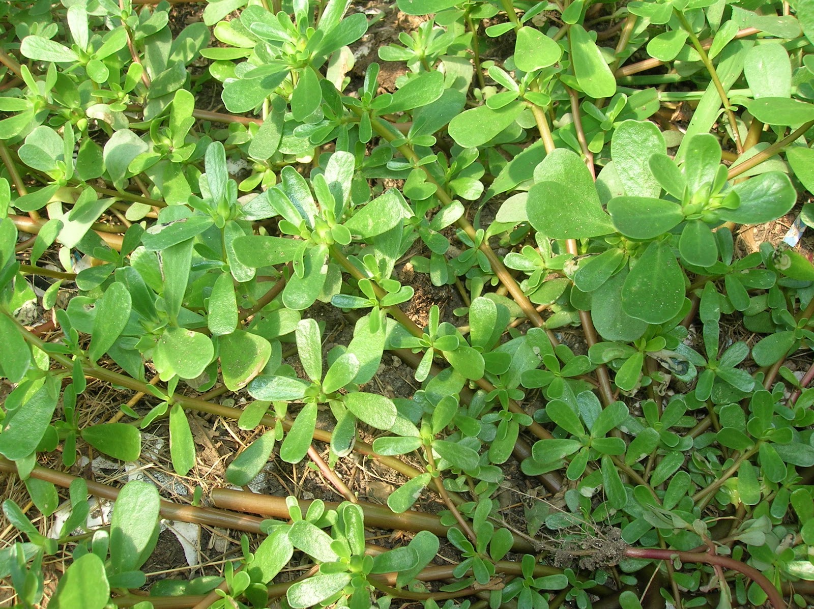Totally Sustainable Edible Wild Plant Purslane