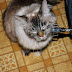 Why does my cat rub my leg?
