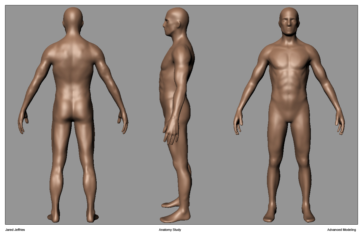 Anatomy Reference