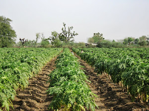 ORGANIC CULTIVATION OF PAPAYA