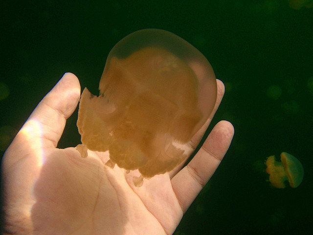 بالصوى بحيرة قناديل البحر .. هجرة الملايين من قناديل البحر الذهبية Jellyfish+lake+palau+11